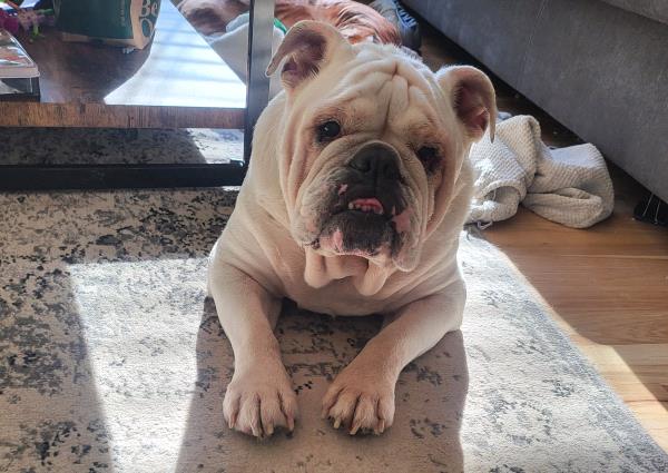 /Images/uploads/Long Island Bulldog Rescue/LIBR-2025-Calendar/entries/32164thumb.jpg